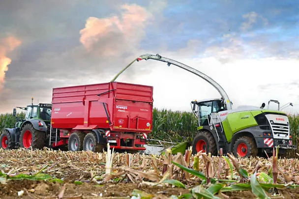 Maize harvest