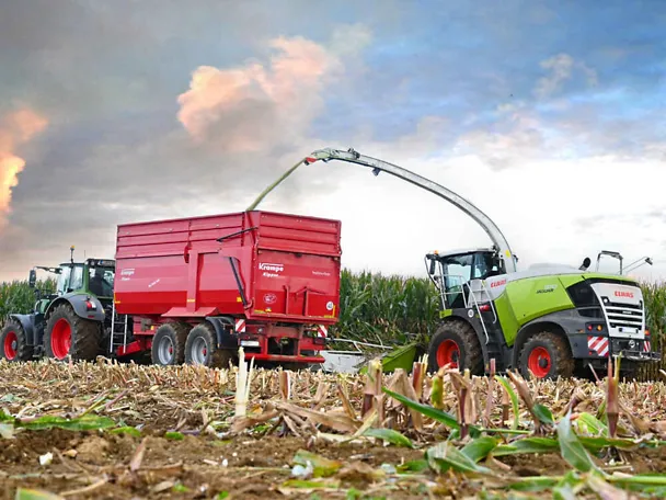 Maize harvest