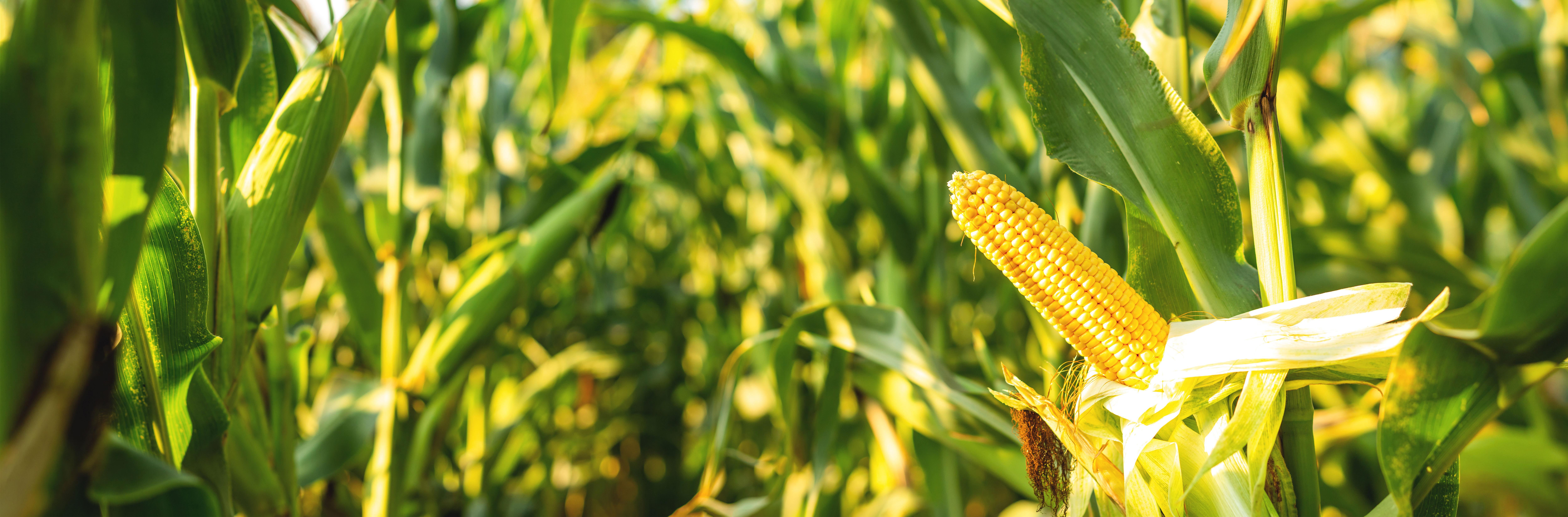 AdobeStock_526304481_Taras Rudenko_gespiegelt_neu AdobeStock_526304481_Taras Rudenko_gespiegelt_neu