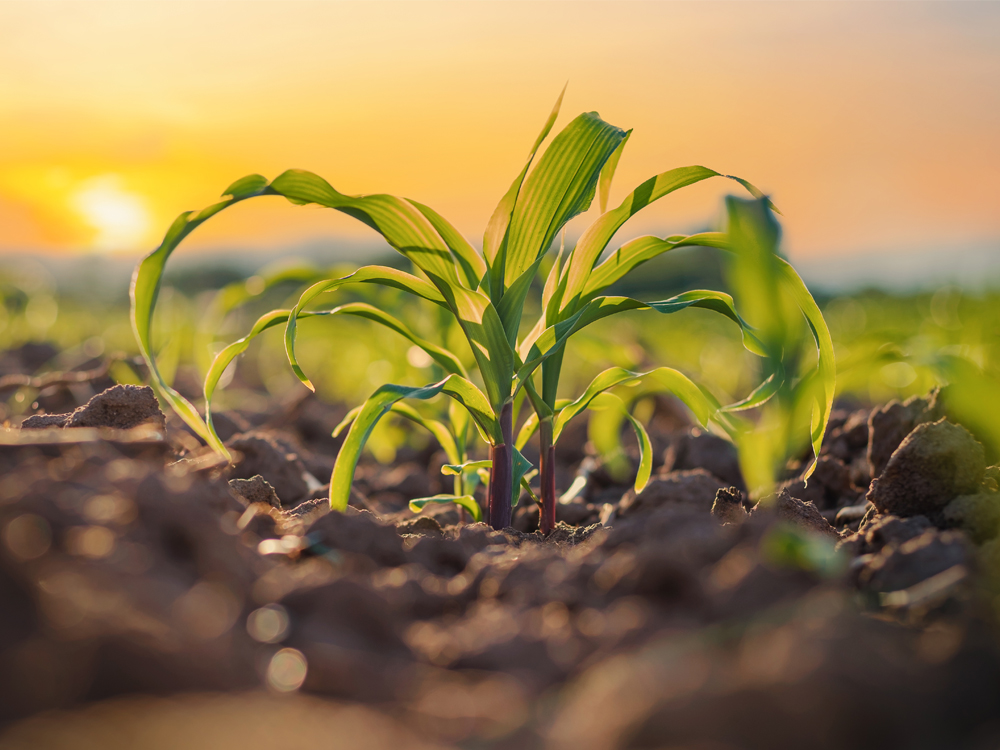 AdobeStock_436239126_ lamyai_1000x750 AdobeStock_436239126_ lamyai_1000x750