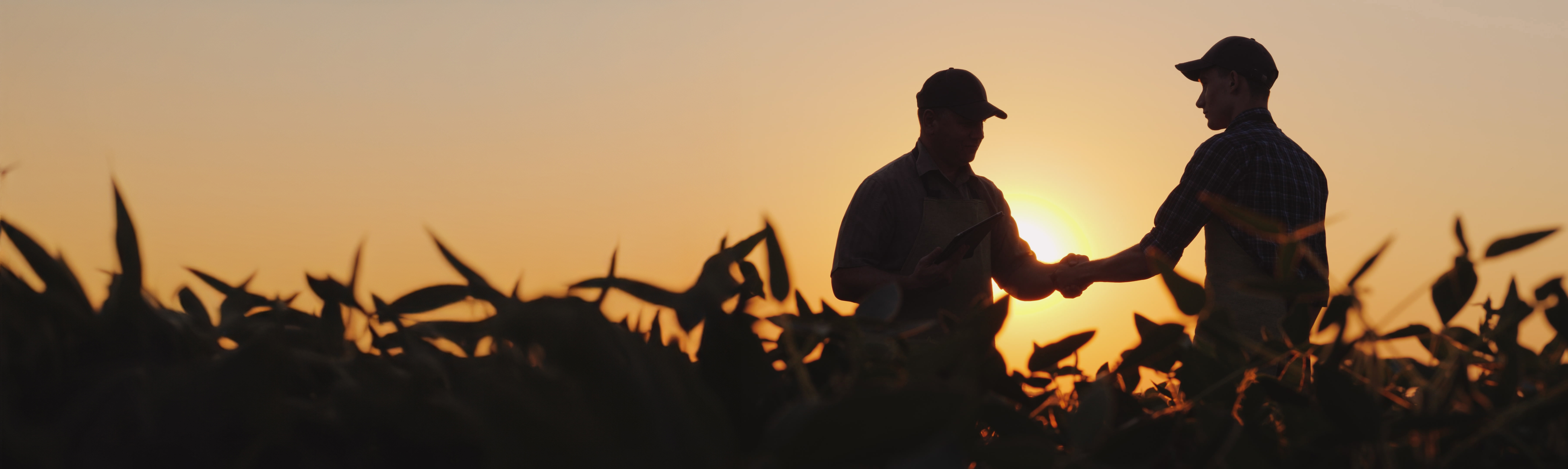 Poignée de main dans les champs au crépuscule