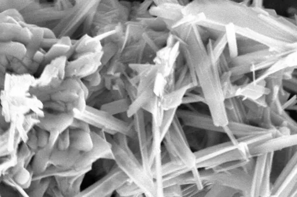 Immagine microscopica Actilinc