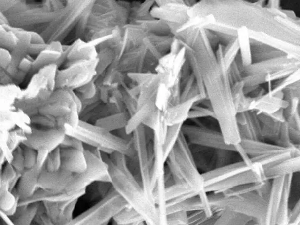 Immagine microscopica Actilinc Immagine microscopica Actilinc