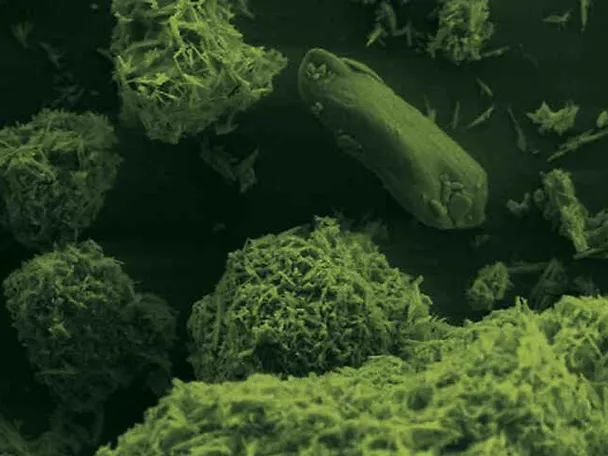 Immagine microscopica – BC.MAGXX Immagine microscopica – BC.MAGXX
