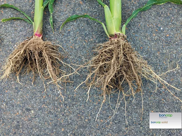 Confronto tra radici di mais con e senza biostimolanti boncrop Confronto tra radici di mais con e senza biostimolanti boncrop