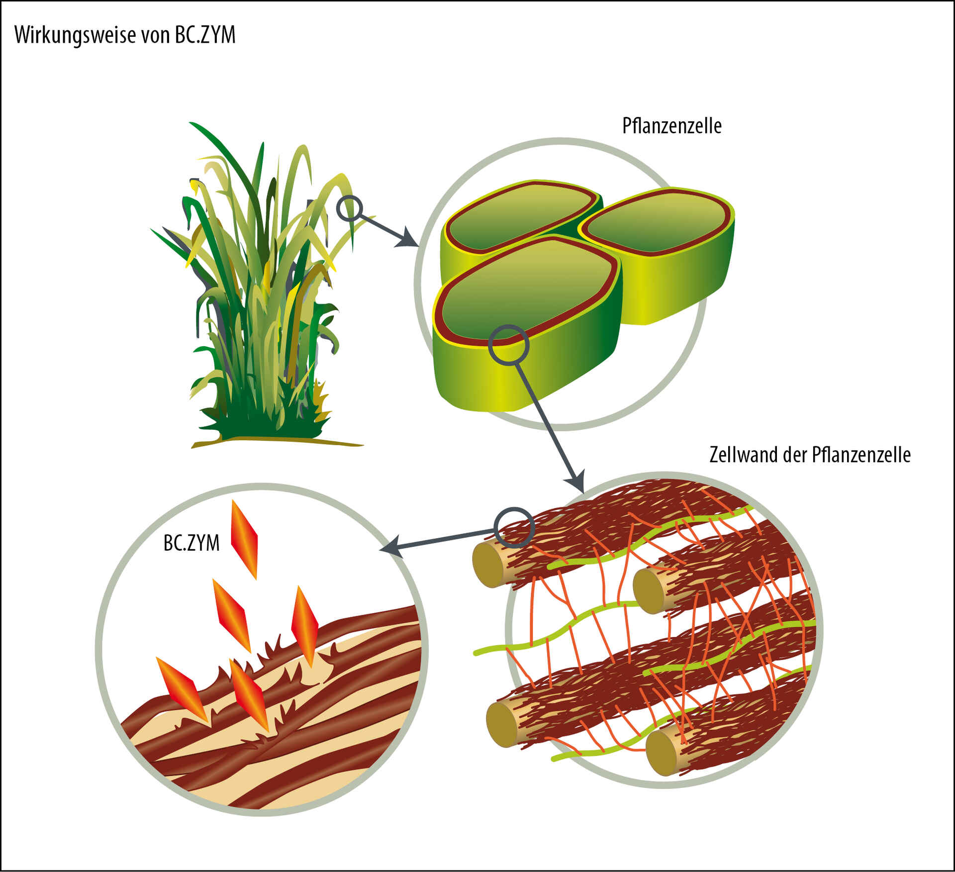 Modalità d'azione di BC.ZYM nella cellula vegetale Modalità d'azione di BC.ZYM nella cellula vegetale