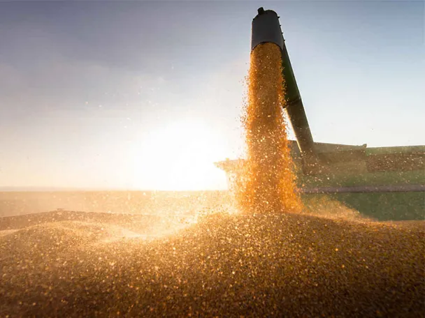 Raccolta del grano - Primo piano Scarico su rimorchio alla luce del sole Raccolta del grano - Primo piano Scarico su rimorchio alla luce del sole