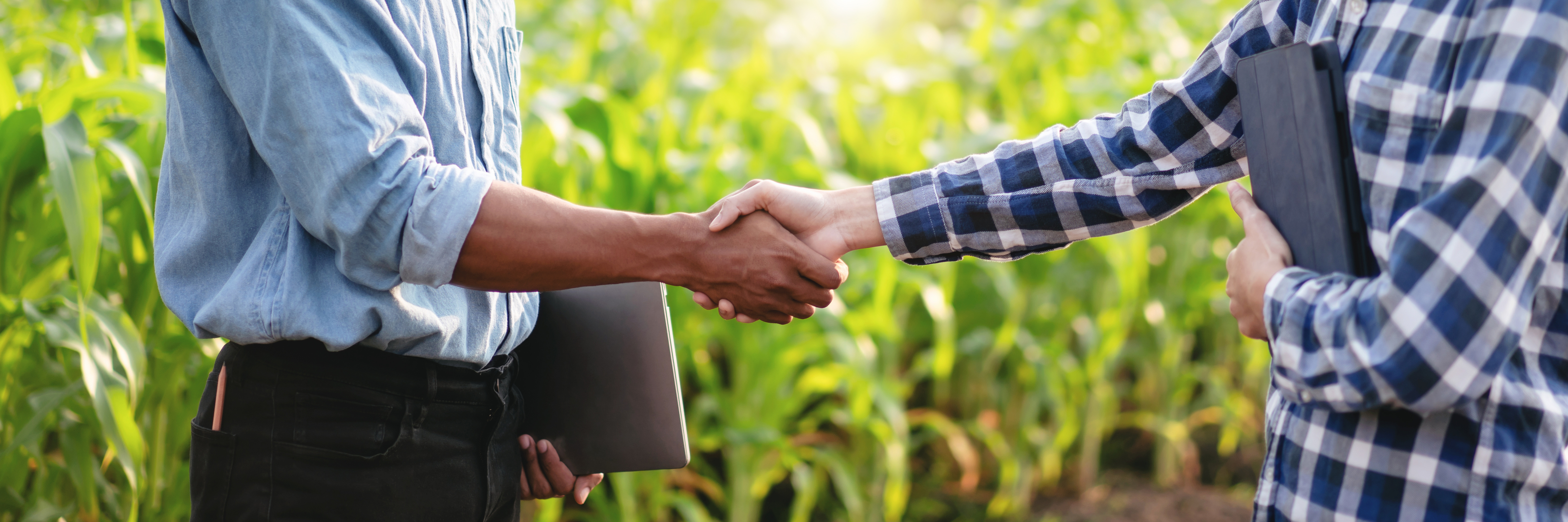 Due persone che si stringono la mano in un campo di grano Due persone che si stringono la mano in un campo di grano