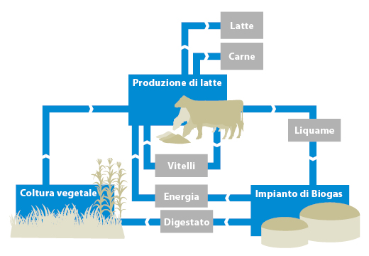 Grafico - Ciclo produttivo del bestiame da latte e del biogas